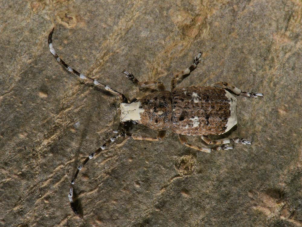 Platystomos albinus (Anthribidae)